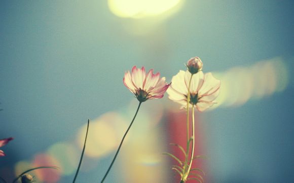 欢迎在宝塔面板安装Z-BlogPHP！