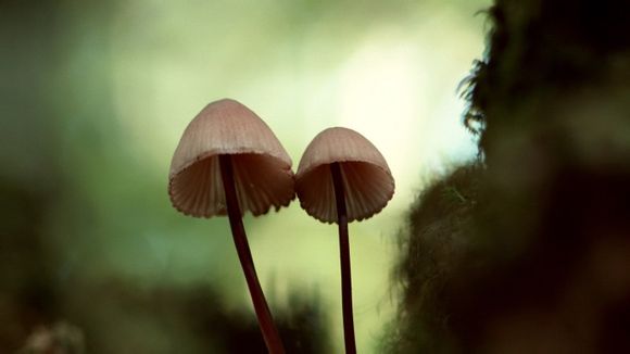 欢迎在宝塔面板安装Z-BlogPHP！